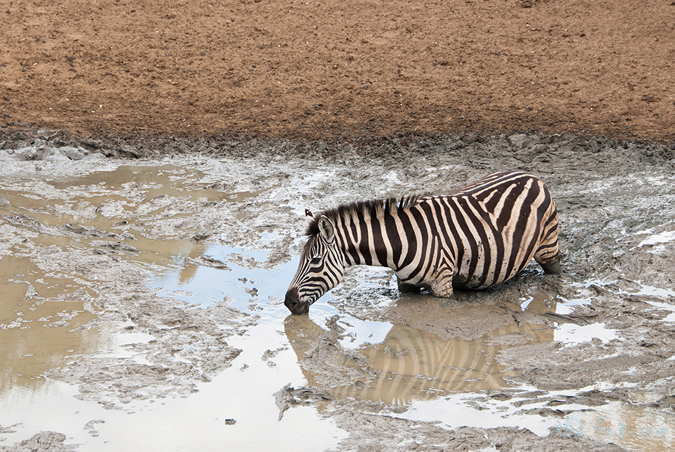 Savannisebra, Equus quagga burchellii, Burchell's zebra, sebra