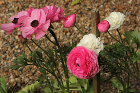 Pink and white Ranunculus flowers edging a gravel path