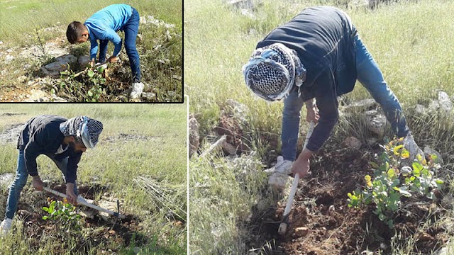 Fıstık ağaçları Orman köylülerine gelir sağlayacak