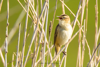 Wildlifefotografie Dümmer See Olaf Kerber Schilfrohrsänger