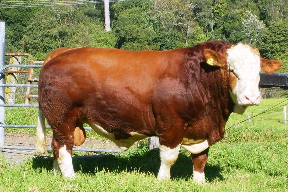 SAPI METAL ATAU SIMMENTAL