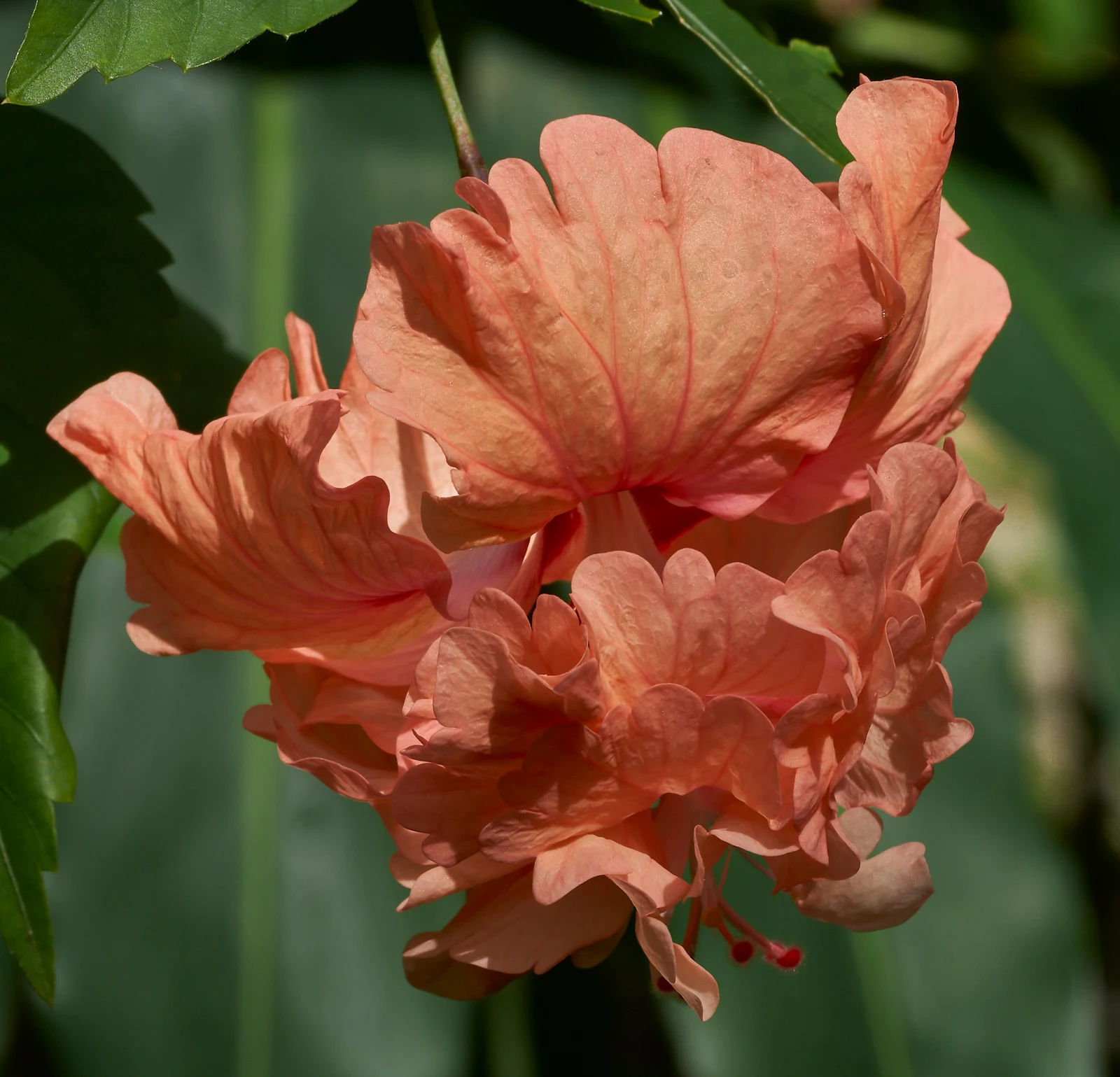 There are many types of hibiscus. This is a close-up of a salmon pink double blossom variety from our garden in the Philippines