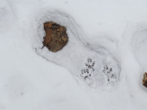 squirrel tracks in a boot print