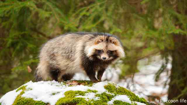 Differences between raccoon dogs and raccoons