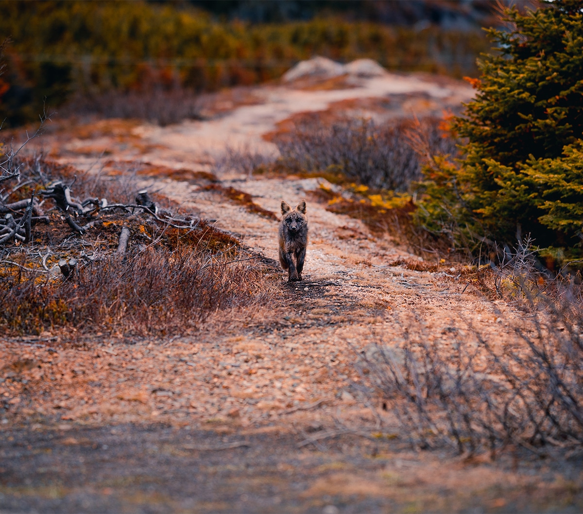 the cutest fox ever