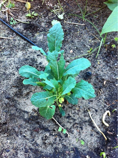 Tuscan Kale/ Dinosaur Kale/ Lacinato Kale