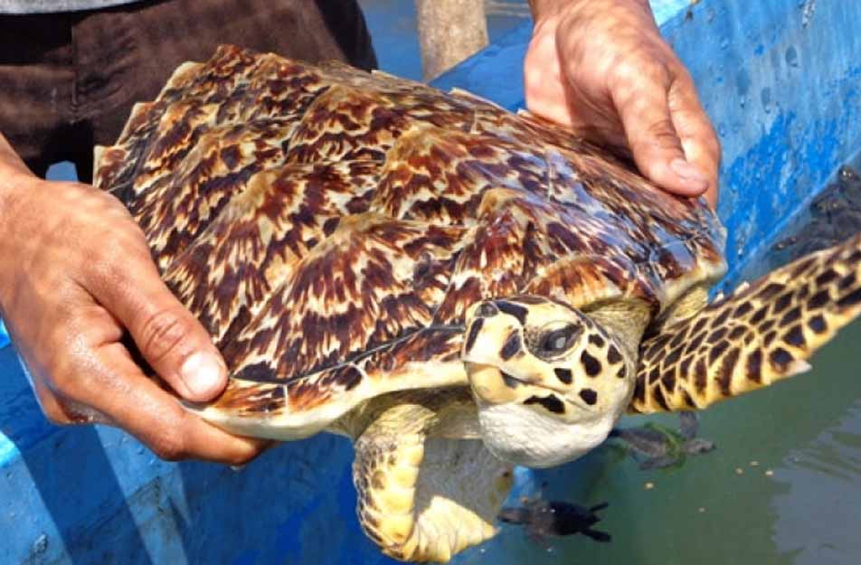  5  Jenis  Hewan  Reptil Omnivora  dan Penjelasannya Hewan  