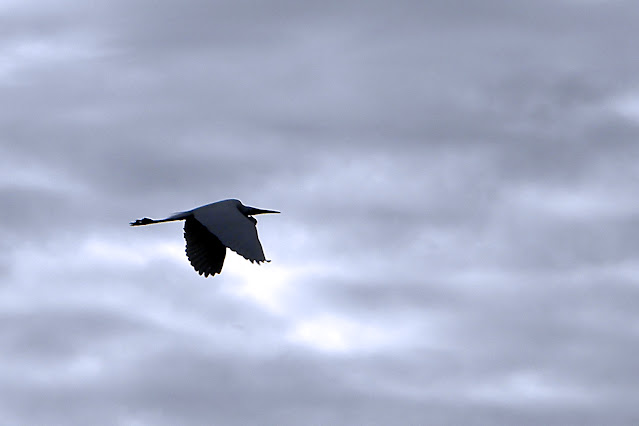 Flying Heron or Egret