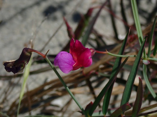 Lathyrus clymenum