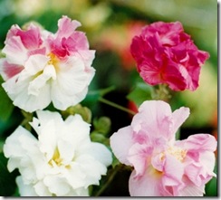 Hibiscus mutabilis