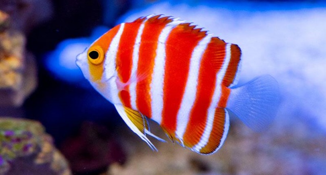 Peppermint Angelfish