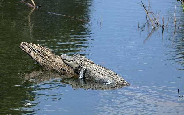 crocodile