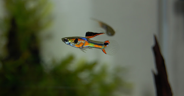 Guppy Facts and Information