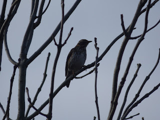 Redwing