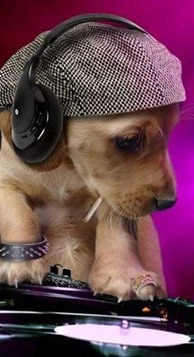 funky dog img 02