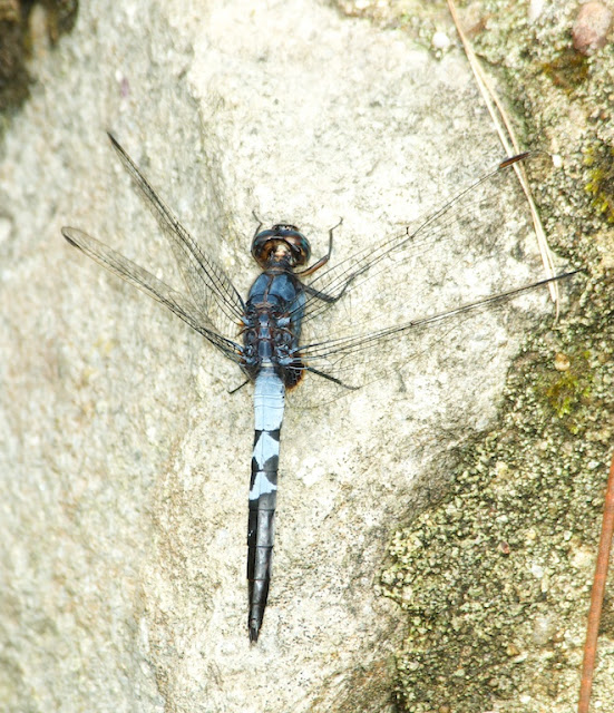 Orthetrum cf glaucum