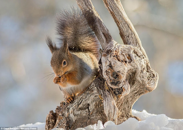 Esquilos emprestam seu charme a um estúdio montado na natureza por Geert Weggen 