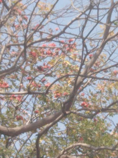 bombax ceiba,seemal tree at lawns of Punjab assembly, lahore