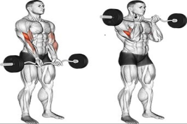 EZ-Bar Curl exercise