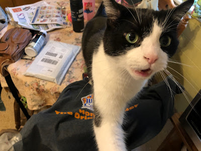 black and white cat meowing at camera