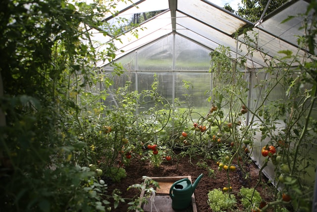 Kitchen garden: huge harvest in an exceedingly little space