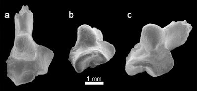 http://sciencythoughts.blogspot.co.uk/2013/05/a-south-american-marsupial-from-early.html