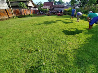 Jual Rumput Jepang Bangkalan