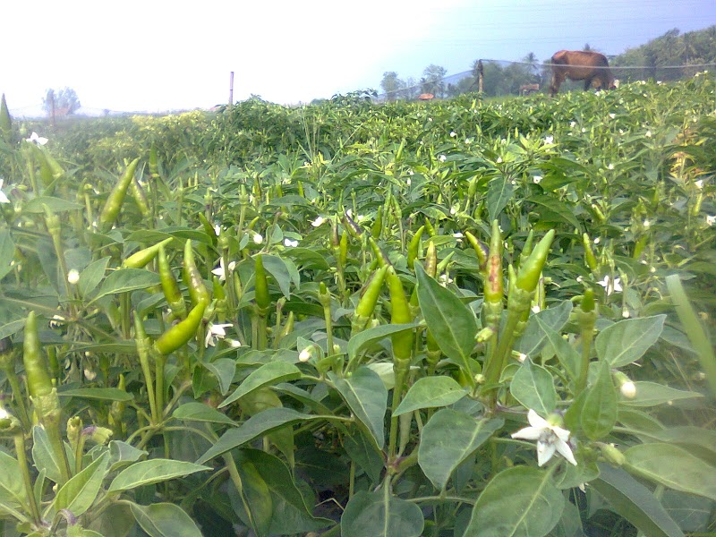 Ide Terkini Kebun Cabe, Rumah Kayu