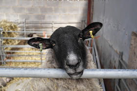 Sheep and Mead Open Farm