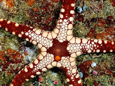 Beautiful Star Fish Seen On www.coolpicturegallery.us