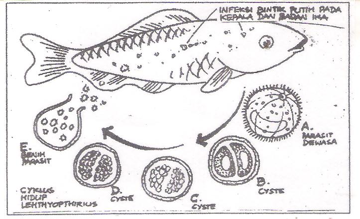 Identifikasi siklus parasit Ichthyophthirius Aquamina Identifikasi siklus parasit Ichthyophthirius Aquamina