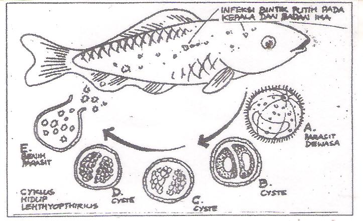 Identifikasi siklus  parasit Ichthyophthirius Aquamina