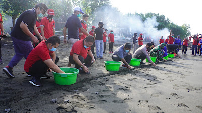 450 Ekor Tukik Dilepasliarkan Di Pantai Perancak