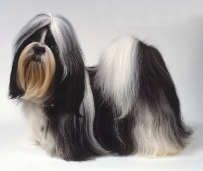 Shih Tzu