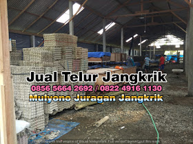 Jual Telur Jangkrik Tujuan Panyabungan Sumatera Utara 085656642692