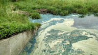 Water flowing into a eutrophic lake from agricultural fields. (Credit: John A. Downing/Minnesota Sea Grant) Click to Enlarge.