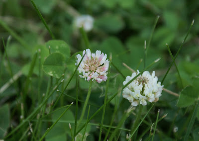 Those little white flowers on the lawn