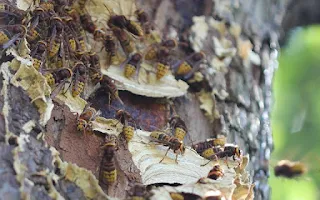 European hornets creating a nest on a tree