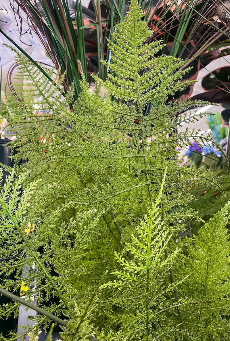 Realistic fern stem from Hobby Lobby