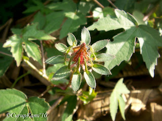 Roselle/Rosela - Hibiscus Sabdariffa