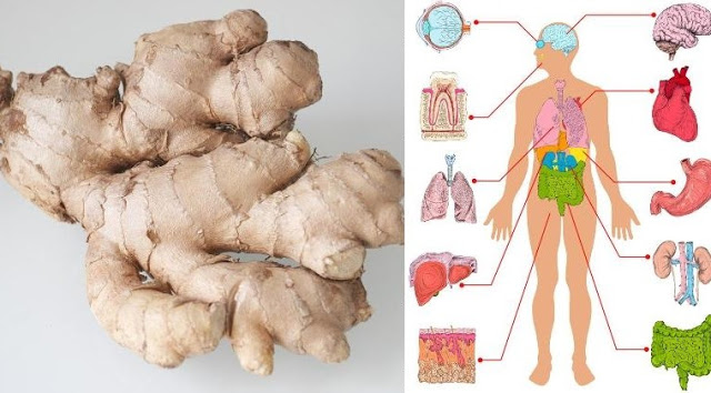 EATING GINGER EVERYDAY AND SEE WHAT WILL HAPPEN TO YOUR BODY ORGANS