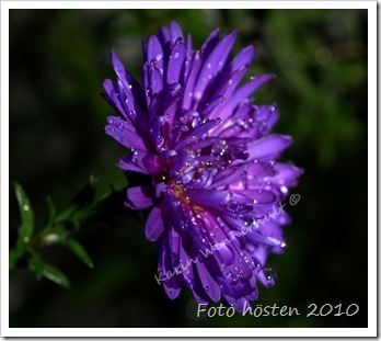 HöstasterblåblommaVTNM