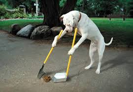 Dog poop cleanup in Arizona