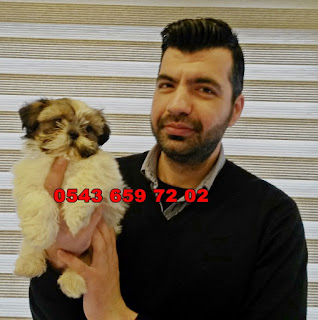 satılık shih tzu yavruları, satılık yavru shih tzu, satılık shih tzu yavrusu, sahibinden satılık shih tzu yavruları, satılık shih tzu yavruları istanbul, satılık shih tzu yavruları bursa, satılık shih tzu yavruları ankara, satılık shih tzu yavruları muğla, satılık shih tzu yavruları trabzon, satılık shih tzu yavruları konya, satılık shih tzu yavruları eskişehir, satılık shih tzu yavruları izmir, satılık shih tzu yavruları antalya, satılık shih tzu yavruları adana, satılık shih tzu yavruları bodrum, satılık shih tzu yavruları tekirdağ, satılık shih tzu yavruları manisa, satılık shih tzu yavruları sakarya, satılık shih tzu yavruları balıkesir, satılık şit su yavruları, 