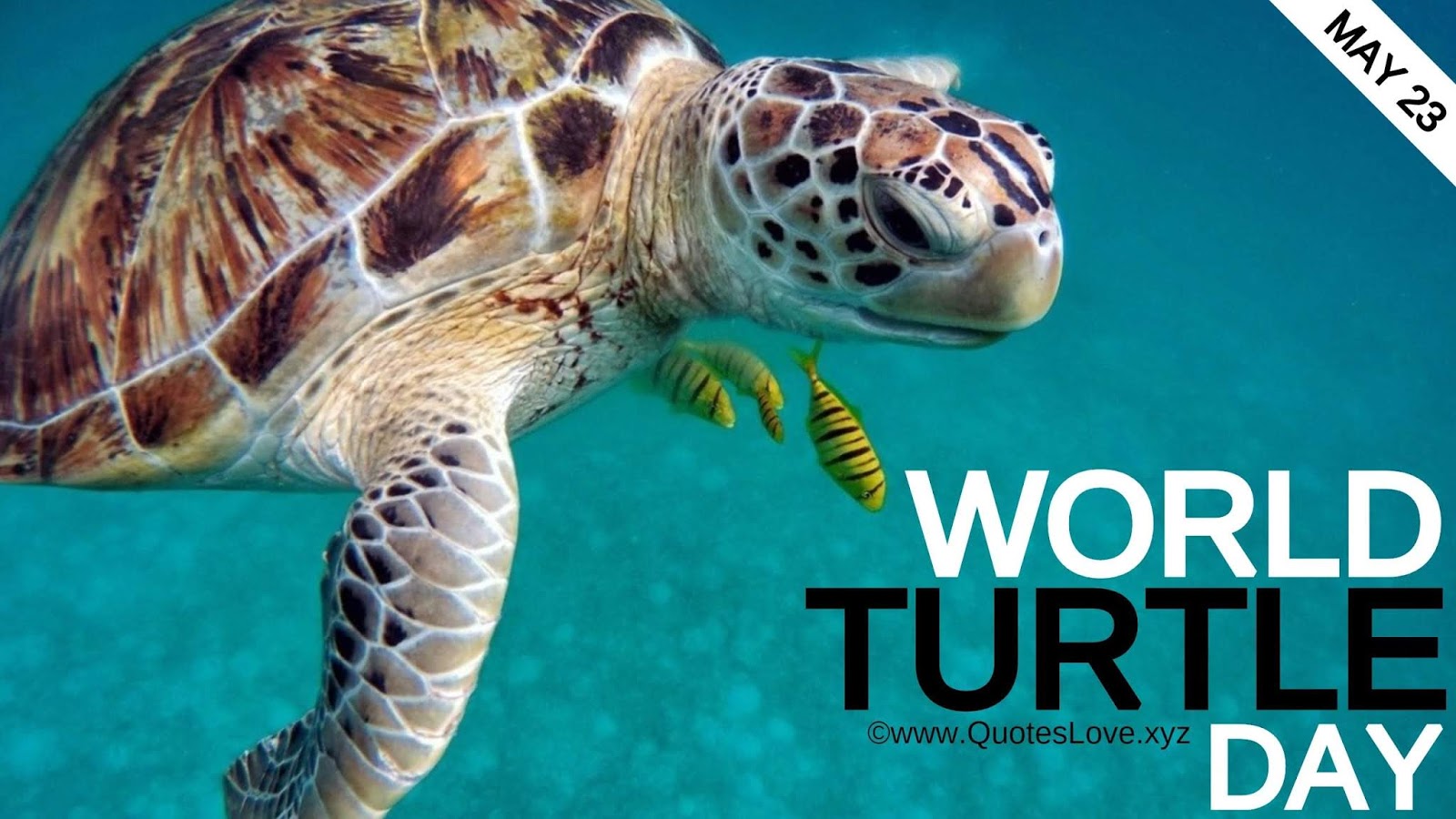 22 Best World Turtle Day 21 Quotes Sayings Messages Greetings Facts Images Pictures Photos Wallpapers