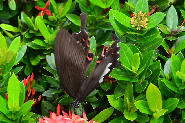 Papilio helenus