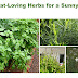 11 Heat-Loving Herbs for a Sunny Garden