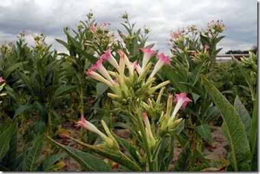 800px-Tobacco_flowers_poland1