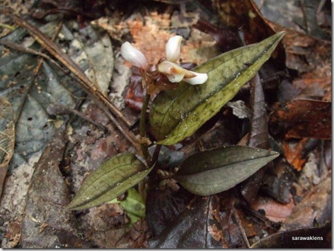 Nephelaphyllum_pulchrum_in_situ