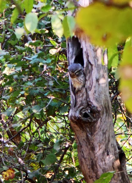 camouflaged owl on tree trunk
